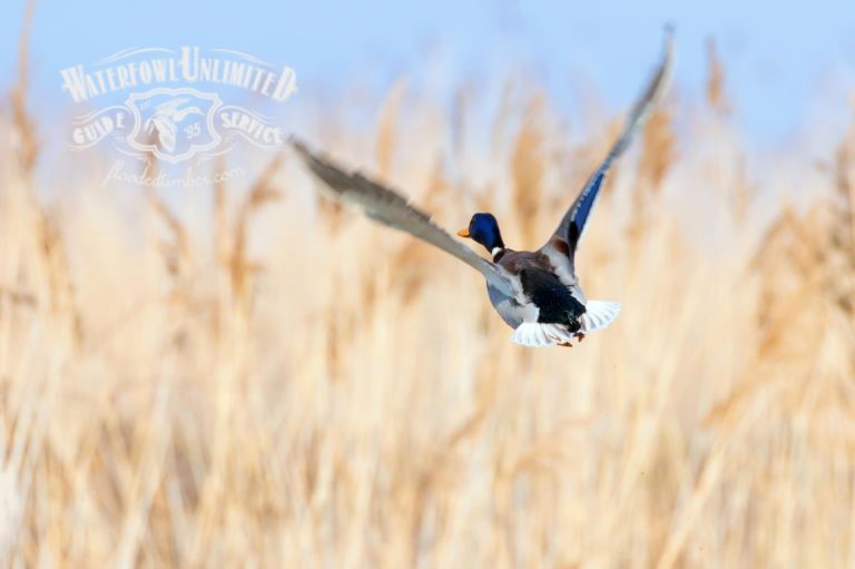 Slow Duck Season How to Turn Things Around