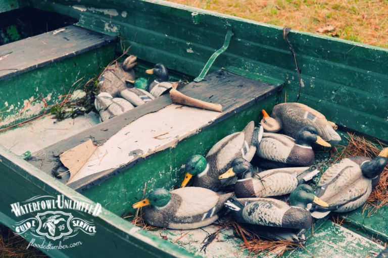 Decoy Duck Hunting Reelfoot Lake Duck Hunting Guide