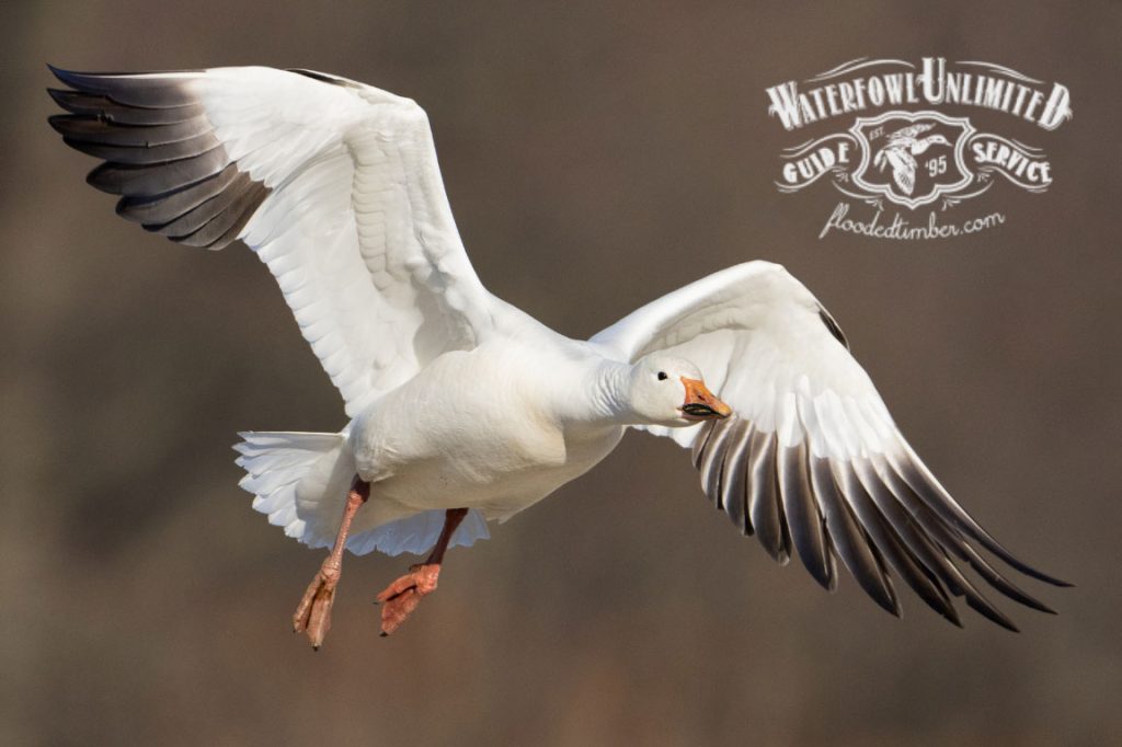 Prepare yourself the best time for snow goose hunts