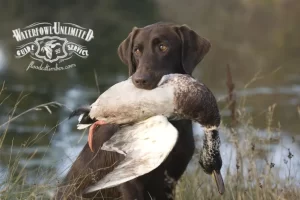 A brown dog with a Reelfoot lake duck in its mouth.
