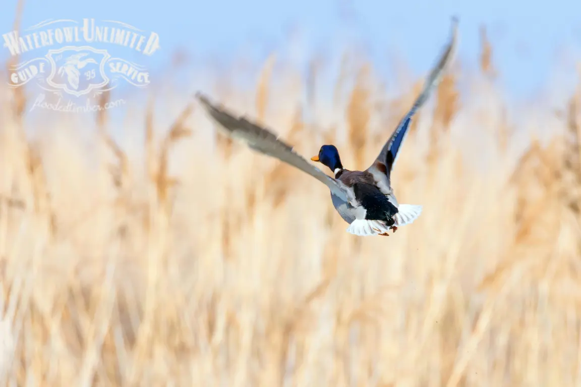 A mallard duck flies over a golden reed field, with a blurred logo of "waterfowl unlimited guided duck hunting service" in the top left corner.