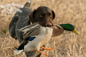 A dog with a brown face and ears, carrying a duck in its mouth, stands in a field. The duck appears to be recently caught. The image includes a watermark from "Waterfowl Unlimited Guide Service.