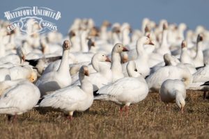 Where to Find Snow Geese in AR