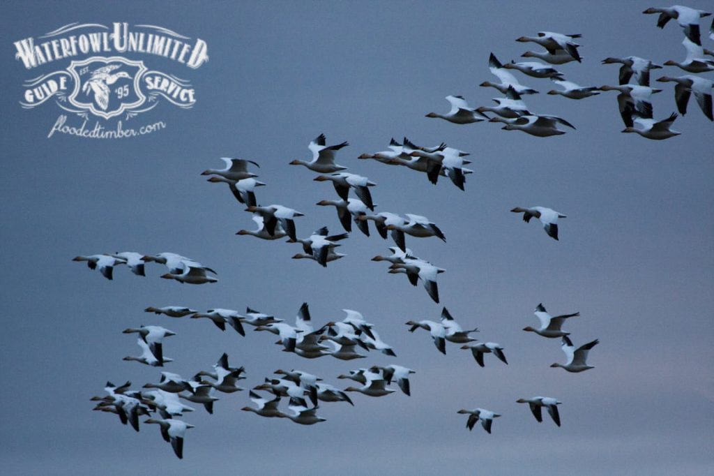 Top Snow Goose Hunting Guides in Arkansas & Tennessee