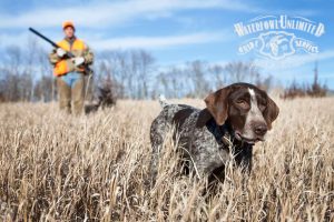 A hunting dog stands alert in tall grass, with a hunter in orange gear and holding a shotgun in the background on a clear day.