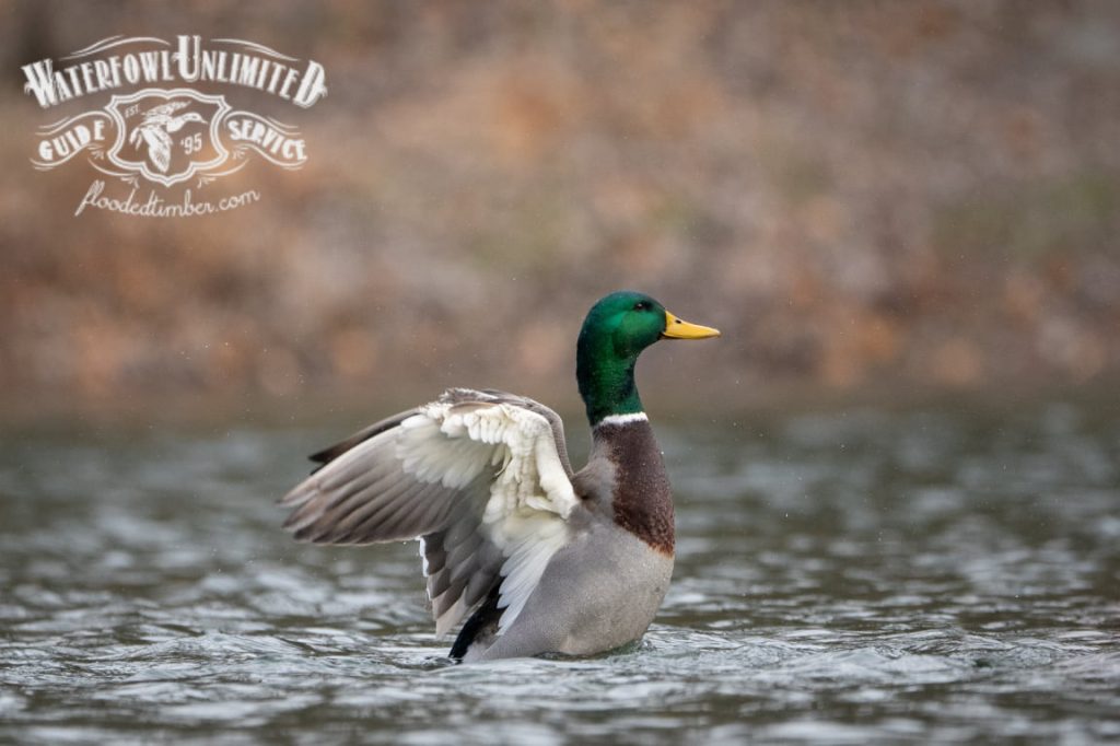 A male mallard duck flaps its wings while standing in the water. A Waterfowl Unlimited Guide Service logo is overlaid in the top left corner.
