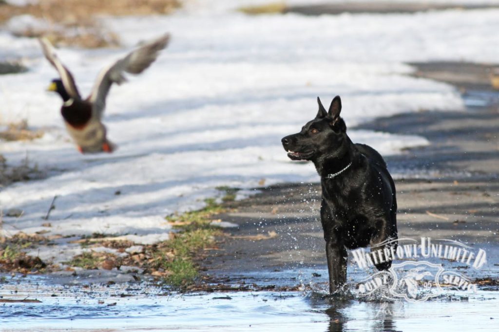A black dog stands in shallow water on a snowy path while a mallard duck takes flight in the background.