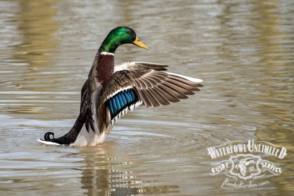 A male mallard duck stands upright in the water with wings partially spread. The Waterfowl Unlimited Guide Service logo is visible in the lower right corner.