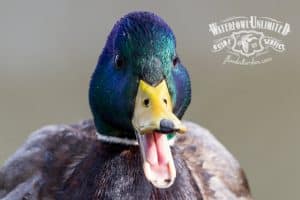 Close-up of a mallard duck with its beak open; a "Waterfowl Unlimited Guide Service" logo is visible in the top right corner.