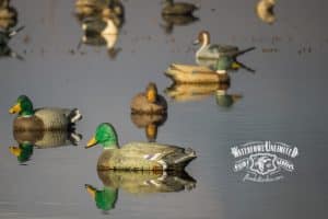 Plastic duck decoys float on a calm body of water, arranged to attract waterfowl. Waterfowl Unlimited Guide Service logo is visible in the lower right corner.