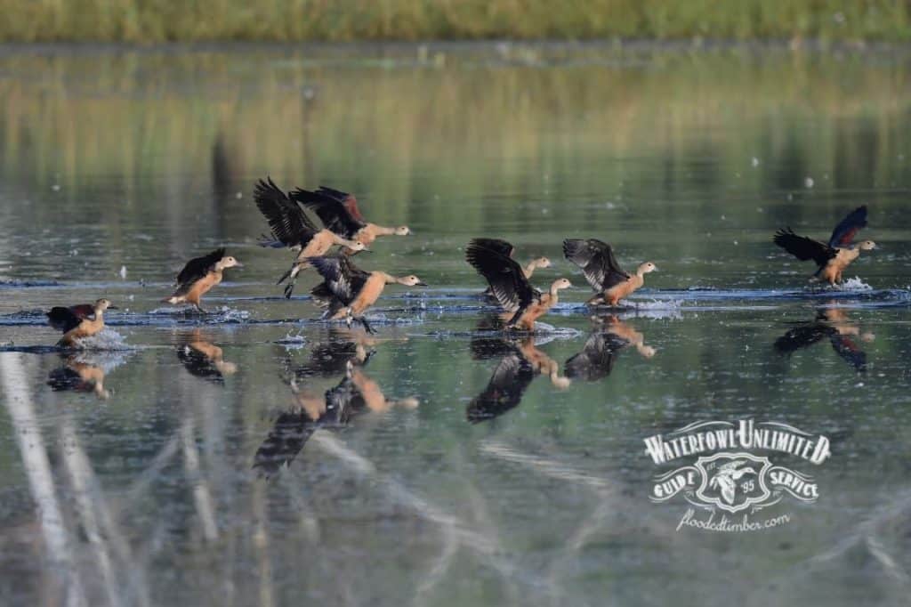 A group of ducks takes off from the surface of a calm lake, their reflections visible in the water. Grassy shoreline is visible in the background.