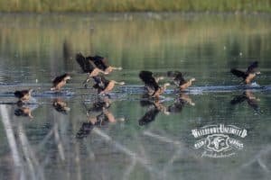 A group of ducks takes off from the surface of a calm lake, their reflections visible in the water. Grassy shoreline is visible in the background.