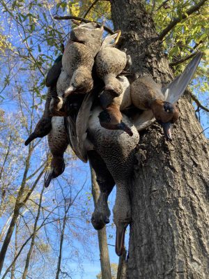 A group of harvested ducks hangs upside down from a tree trunk with a clear blue sky and branches in the background.