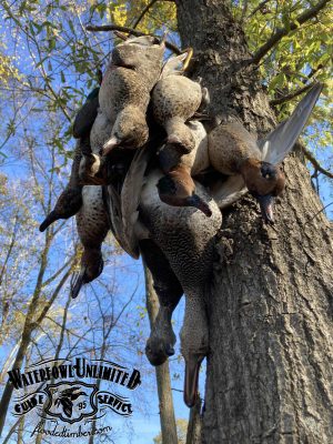 A group of harvested ducks hangs from a tree trunk outdoors; blue sky and tree branches are visible in the background. A "Waterfowl Unlimited Guide Service" logo is in the lower left corner.