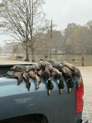 A group of harvested ducks laid out in a row on the tailgate of a pickup truck with a flooded, wooded area in the background.
