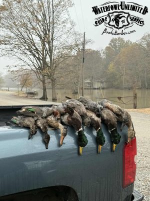Several ducks are lined up on the tailgate of a blue truck, with trees and a flooded area in the background. The "Waterfowl Unlimited Guide Service" logo is displayed at the top.