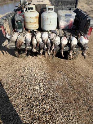 Several ducks are lined up on the tailgate of a pickup truck alongside two propane tanks, a fuel container, and a plastic storage bin on a gravel surface.
