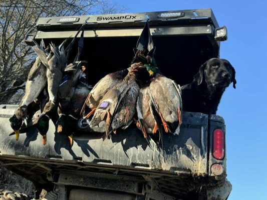 A group of ducks hangs from the open tailgate of a vehicle labeled "SWAMP FOX," with a black dog standing beside them.