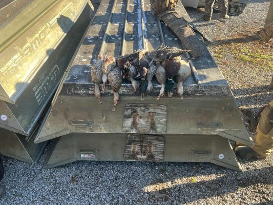Seven ducks are laid out in a row on the back of a flatbed truck or trailer, with people standing nearby on a gravel surface.
