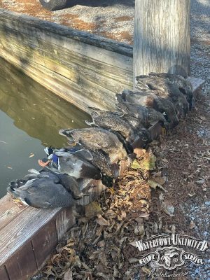 A row of hunted ducks lies lined up on a wooden edge near water, with leaves and gravel scattered on the ground; a truck tire is visible in the background.