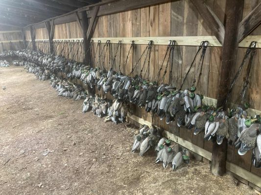 Rows of duck decoys hang from hooks along a wooden wall in an outdoor storage area.