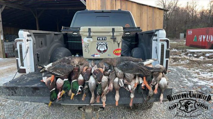 Several dead ducks and geese are lined up on the open tailgate of a pickup truck, with a large cooler and hunting-related stickers visible in the truck bed.