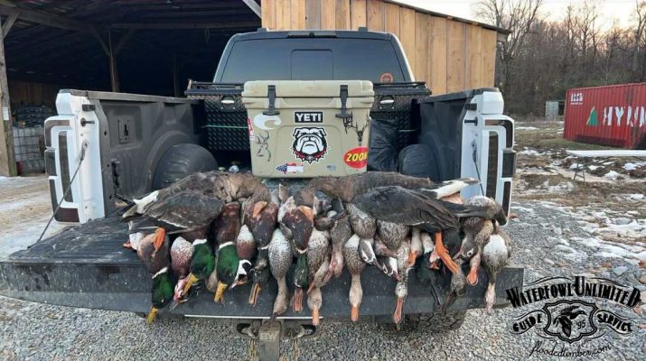 Several dead ducks and geese are lined up on the open tailgate of a pickup truck, with a large cooler and hunting-related stickers visible in the truck bed.