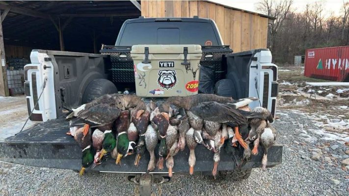 A variety of hunted ducks and geese are laid out on the open tailgate of a pickup truck parked outdoors near a wooden building.