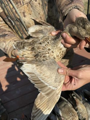 A person in camouflage clothing holds a duck, spreading its wing to show feather patterns while another hand supports the bird.