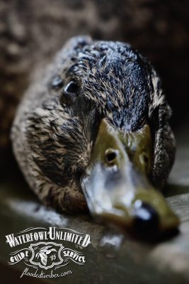 Close-up of a duck's head lying on a surface, with visible water droplets on its feathers. Logo for "Waterfowl Unlimited Guide Service" is overlaid in the bottom left corner.