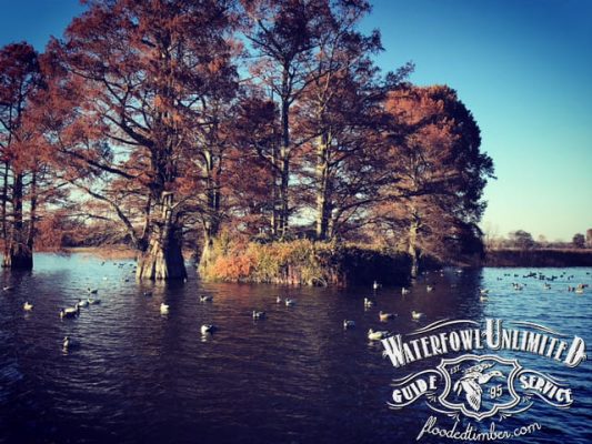 Best Lake Reelfoot Tiptonville Public duck hunts _ Flooded Timber