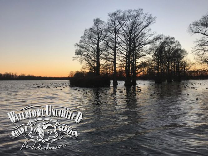 Best Reelfoot lake TN Duck hunt _ Flooded Timber