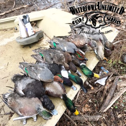 Best Reelfoot lake Tiptonville Duck hunting _ Flooded Timber