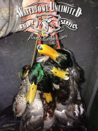 Best Reelfoot lake Tiptonville Guided duck hunting _ Flooded Timber