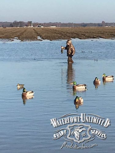 Duck hunting Lake Reelfoot TN _ Flooded Timber
