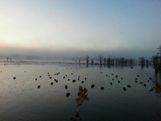 Duck hunts Reelfoot lake Tiptonville TN _ Flooded Timber