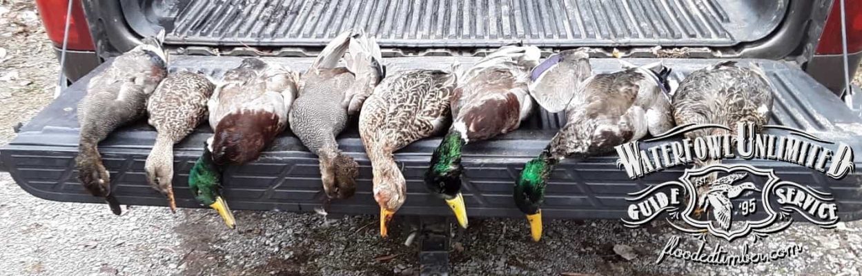 Duck hunts on Lake Reelfoot _ Flooded Timber