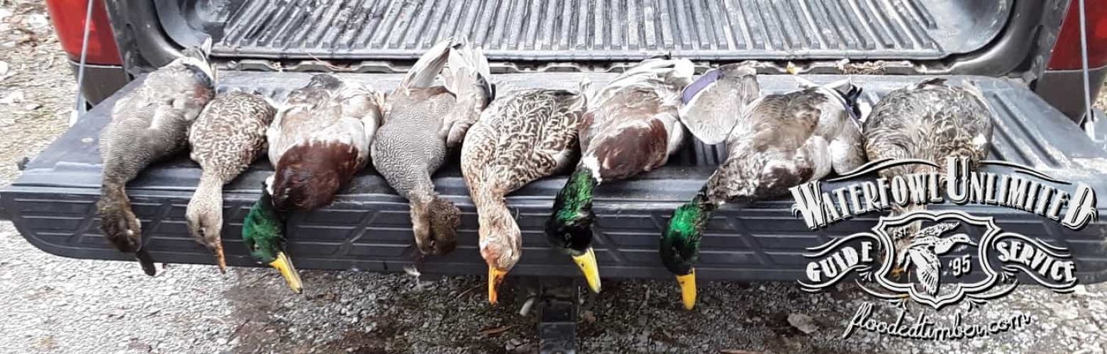 Duck hunts on Lake Reelfoot _ Flooded Timber
