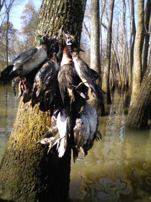 Duck hunts on Reelfoot lake Tiptonville TN _ Flooded Timber