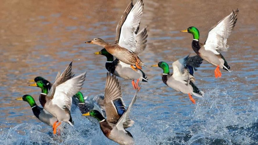 Guided duck hunt Lake Reelfoot Tiptonville TN _ Flooded Timber