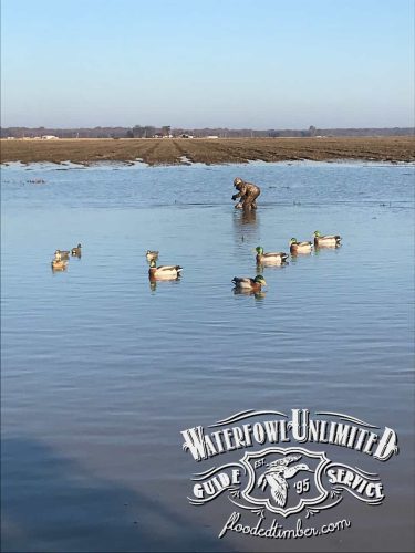 Guided duck hunt Reelfoot lake TN _ Flooded Timber