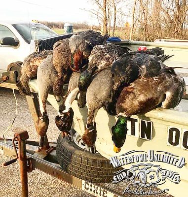 Guided duck hunts Lake Reelfoot _ Flooded Timber