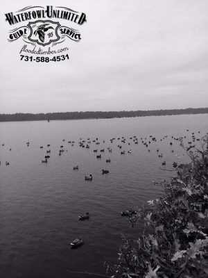 Hunting trips Reelfoot lake _ Flooded Timber