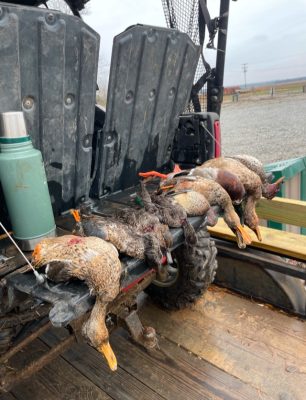 Several hunted ducks are lined up on the back of an off-road vehicle next to a green thermos, with a gravel area and field in the background.