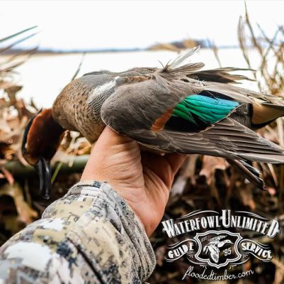 A person in camouflage holds a harvested duck with distinctive green and brown feathers; Waterfowl Unlimited Guide Service logo is visible in the corner.