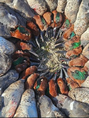 A circular arrangement of dead ducks placed beak-to-beak on the ground, forming a ring with their bodies and heads.