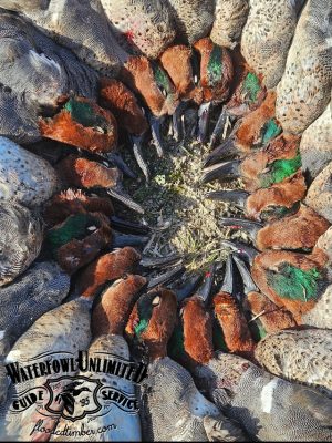 A circular arrangement of harvested ducks with heads pointed inward, displaying green and brown feathers; "Waterfowl Unlimited Guide Service" logo in the corner.