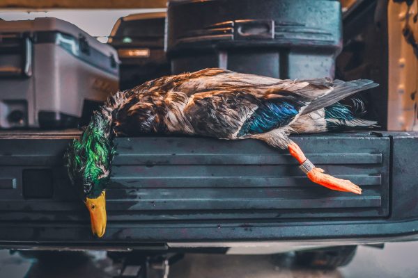 A deceased mallard duck with a leg tag lies on the open tailgate of a vehicle among black cases and equipment.