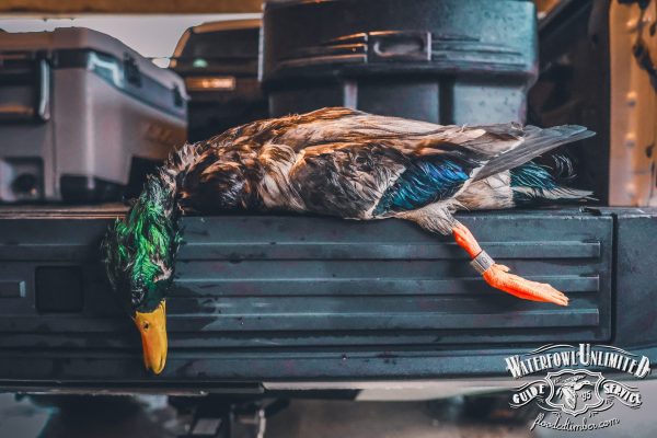 A deceased mallard duck with green and blue feathers lies on the tailgate of a vehicle. The duck has an orange identification band on its leg.