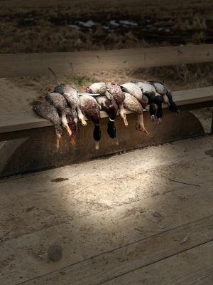 A row of hunted ducks lies side by side on a wooden bench outdoors, with dry grass and dirt visible in the background.